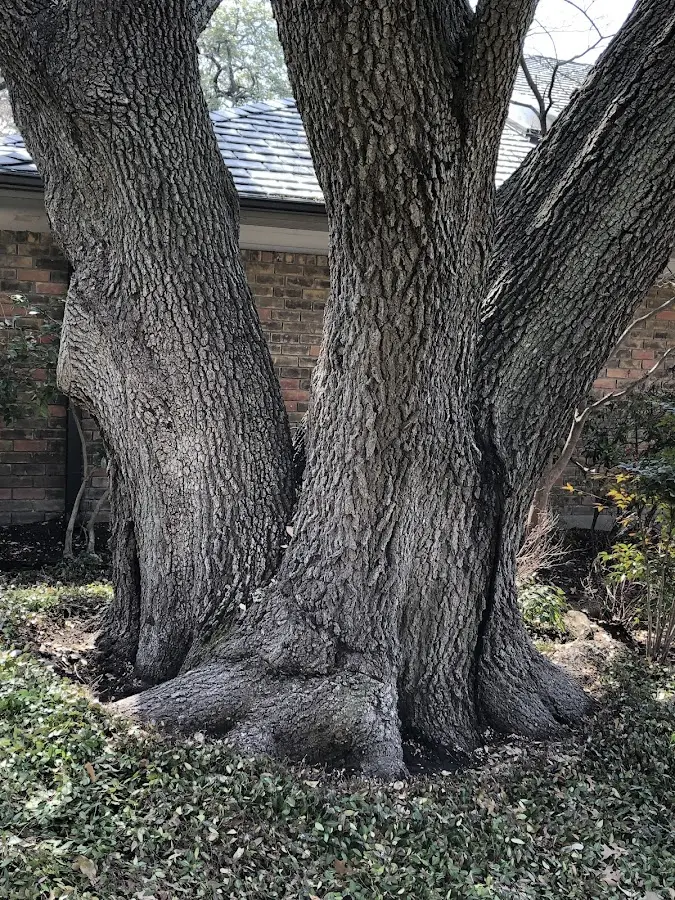 Mature heritage tree close to a Hamlin property cared for by certified arborists